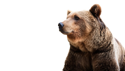 Fototapeta premium Grizzly bear on white isolated background transparent