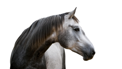 Grey horse profile, white isolate background transparent