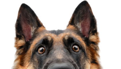 German Shepherd dog portrait with alert expression transparent