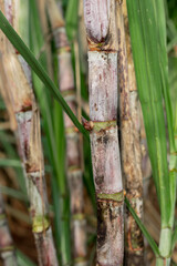 close up of sugar cane in sugarcane plantation