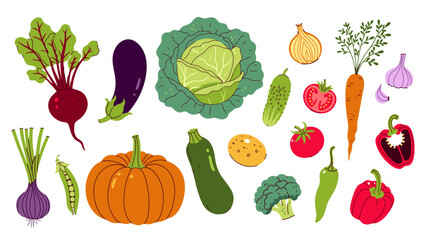Set of different vegetables isolate on white background. Vector graphics.