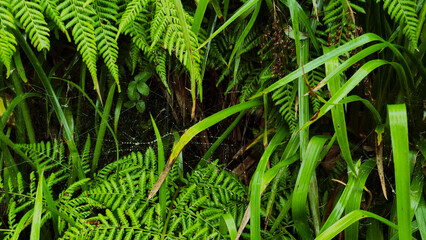 Backgroung from green fern leaves. Nature plant pattern. Tropical texture