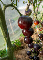 photo of autumn bounty from backyard garden