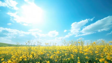 Yellow Field Under Blue Sky
