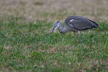 Graureiher / Fischreiher - wildlebend,
 bei der Futtersuche