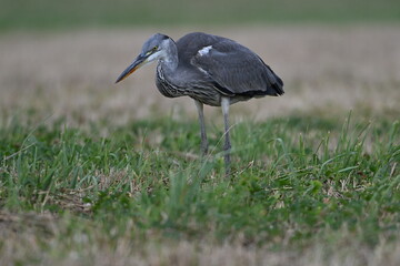 Graureiher / Fischreiher - wildlebend,
 bei der Futtersuche