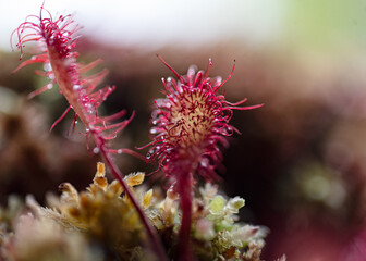 a traditional bog plant, Drosera is a genus of insectivorous plants, bog vegetation