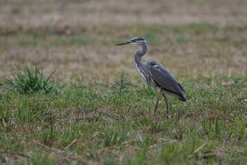 Graureiher / Fischreiher - wildlebend, bei der Futtersuche