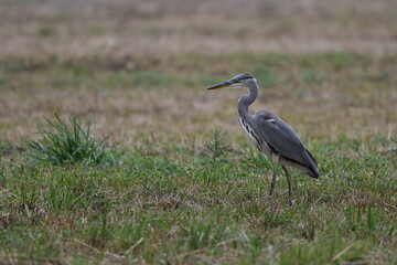 Graureiher / Fischreiher - wildlebend,
 bei der Futtersuche
