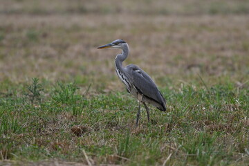 Graureiher / Fischreiher - wildlebend,
 bei der Futtersuche