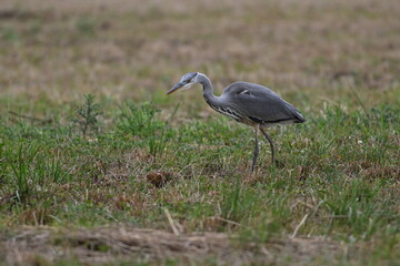 Graureiher / Fischreiher - wildlebend,
 bei der Futtersuche