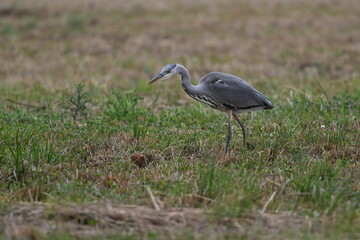 Graureiher / Fischreiher - wildlebend,
 bei der Futtersuche