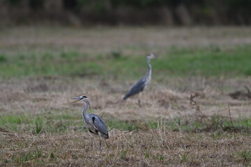 Graureiher / Fischreiher - wildlebend,
 bei der Futtersuche