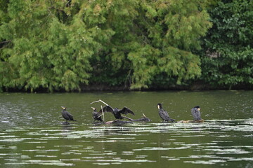 rastende Kormorane auf dem See