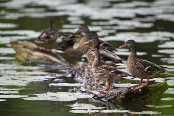 Stockenten auf einem Baumstamm im Wasser