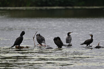rastende Kormorane auf dem See