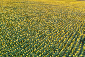 Huge sunflower field during the bloom season. Agriculture business and sunflower oil production in the South of Ukraine.