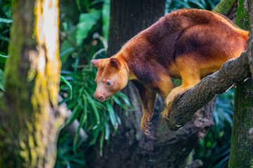 Obraz premium a Goodfellow's tree-kangaroo stands on trunk. It belongs to the family Macropodidae. It has short, woolly fur,usually chestnut to red-brown in color, a grey-brown face, a long, golden brown tail