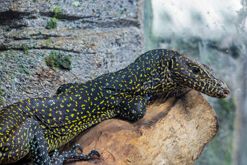 The blue-tailed monitor  (Varanus doreanus) is a monitor lizard of the Varanidae family.
The body is greyish-blue in colour and covered with round ocelli.