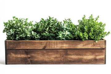Fototapeta premium White backdrop with isolated plants in a wooden planter box. Generative Ai