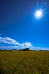 稲穂と青い空と太陽