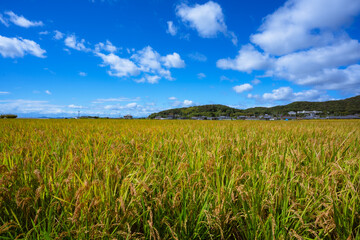 稲穂と青い空