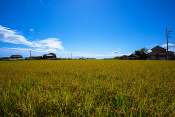 稲穂と青い空