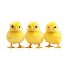 Three yellow chicks, isolated background