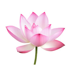 Pink lotus flower