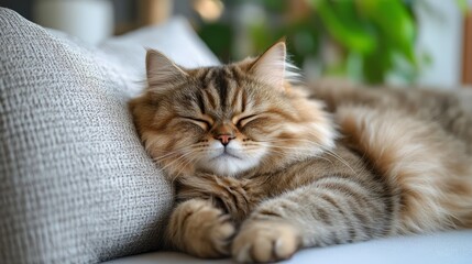 Feline Slumber, Serene Scene of Cat Napping Peacefully on Cozy Couch