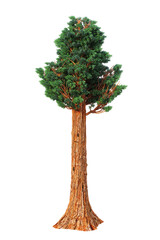 A single giant sequoia tree, Sequoiadendron giganteum, on isolated background. 3D illustration. 