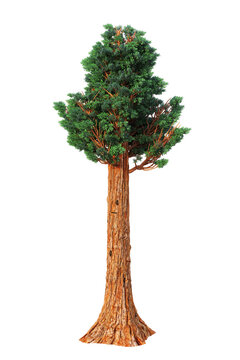 A single giant sequoia tree, Sequoiadendron giganteum, on isolated background. 3D illustration. 