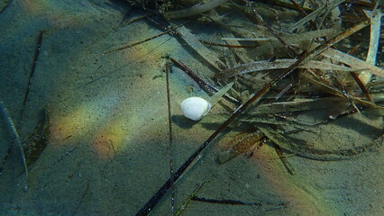 Peppery furrow shell or peppery furrow clam (Scrobicularia plana) undersea, Aegean Sea, Greece,...