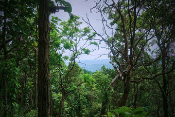 Fototapeta premium A forest with trees and a cloudy sky