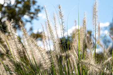 Weiße Gräser mit verschwommenem blauen Hintergrund