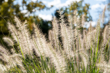 Weiße Gräser mit verschwommenem blauen Hintergrund