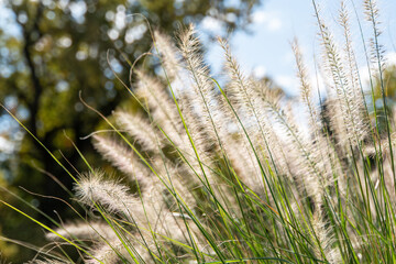 Weiße Gräser mit verschwommenem blauen Hintergrund