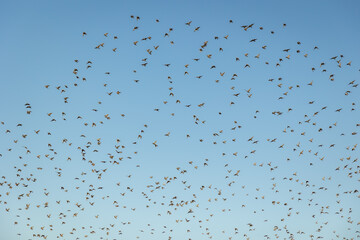 flock of birds on a clear blue background