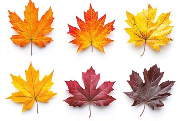 Fototapeta premium Isolate autumnal yellow, orange, crimson, maroon, and white collection set. Generative Ai