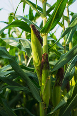 Sweet corn on tree in the cornfield at countryside of Thailand