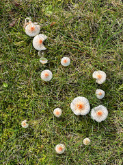 Weiß-orangene Pilze