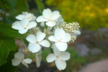 Fototapeta premium Beautiful bouquet of white hydrangea nature background