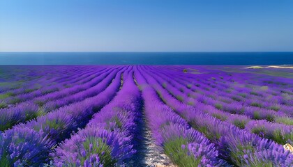 Obraz premium lavender field in region