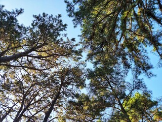 trees bottom view low angle shot of a tranquil fall forest. a view up into the trees direction sky.