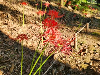 Cluster amaryllis, Spider Lilies. Red spider lily or cluster amaryllis flowers Close-up in the garden. Autumn background.