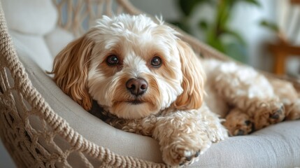 A Maltipoo rests comfortably on a macramé recliner, with its paws tucked underneath, surrounded by a softly lit indoor setting that enhances its adorable features.