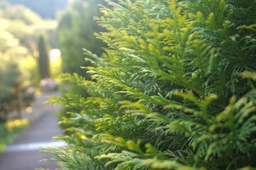 a thuja close up, thuja branch background.