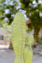 Cactus with long, sharp spines
