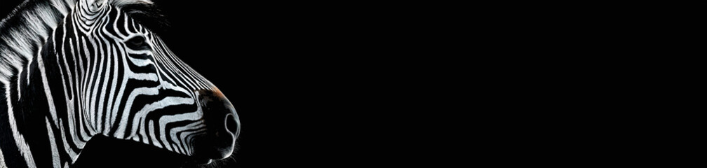 Zebra on black background banner HD