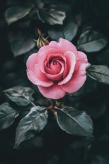 Pink Rose with Green Leaves